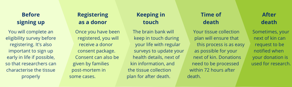 Graphic showing the steps of the brain donation process.