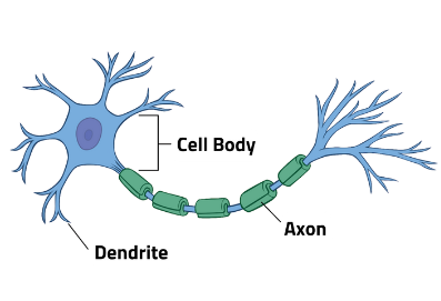 Diagram of a neuron with different parts labelled