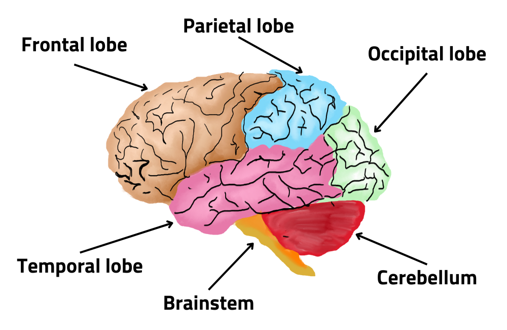 Diagram showing the different parts of the brain including the four lobes of the cerebrum.