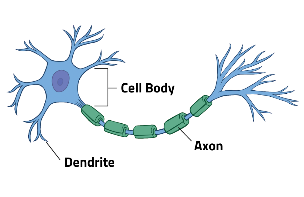 Diagram of a neuron showing the cell body, dendrites and axon. Understanding neurons is key to knowing how the brain works.